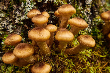 Edible honey mushrooms on the roots of a tree close-up