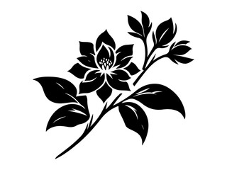 jasmine flower vector illustration. Jasmine flower and leaf drawing vector illustration with line art on white backgrounds.