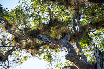 Mittelamerika Honduras, El Salvador, Wilde Tiere, Natur, Pflanzen, Reisen, Travel