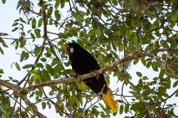 Mittelamerika Honduras, El Salvador, Wilde Tiere, Natur, Pflanzen, Reisen, Travel