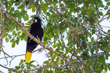 Mittelamerika Honduras, El Salvador, Wilde Tiere, Natur, Pflanzen, Reisen, Travel