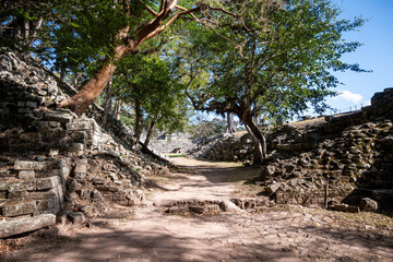 Obraz premium Mittelamerika Honduras, El Salvador, Wilde Tiere, Natur, Pflanzen, Reisen, Travel