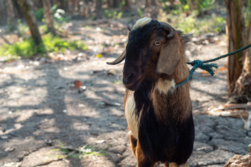 goat in the farm