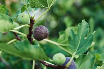 Ripe figs hang from tree branch with lush green leaves in background, showcasing natural growth and abundance