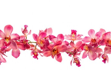 A line of orchid flowers positioned along the edges of the frame