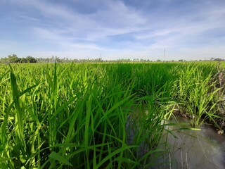 Obraz premium Green Rice Paddy Field Under Blue Sky