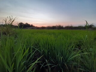Sunset over a serene green rice field