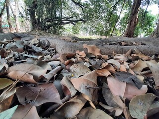 Dry Leaves Beneath a Shady Canopy