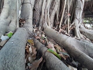 The Intricate Roots of an Ancient Tree