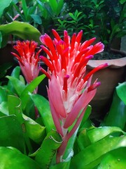 Vibrant Red and Pink Bromeliad Flower