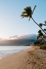 Tranquil Beach Morning with Palm Trees and Mountains