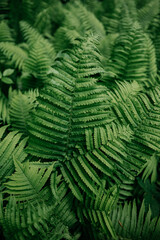 Close-up of fern plant in the forest
