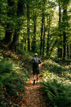 Male Hiker With Back To Camera Walking through The Forest