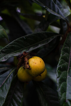 Unripe medlar fruits in the garden