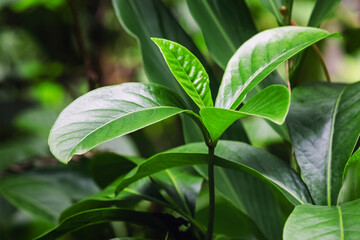 Fototapeta premium A detailed close-up of a vibrant tropical leaf in jungle