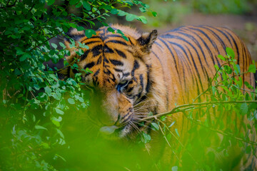 Portrait of Sumatra Tiger at Ragunan zoo
