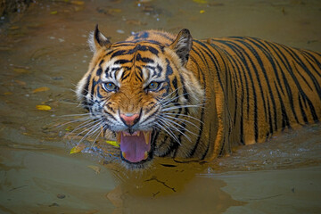 Portrait of Sumatra Tiger at Ragunan zoo
