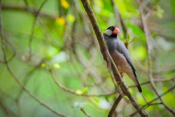 Java Sparrow bird perching on the branch