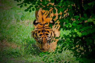 Portrait of Sumatra Tiger at Ragunan zoo