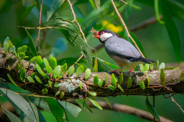Java Sparrow bird perching on the branch