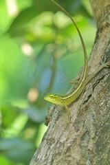 a chameleon is hunting in a tree trunk