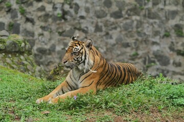 a Sumatran tiger lying in the grass watching the surroundings
