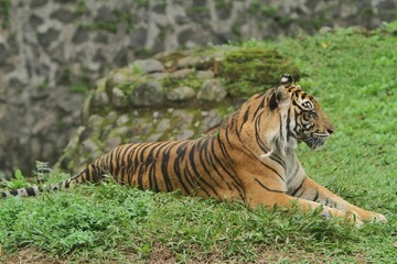 a Sumatran tiger lying in the grass watching the surroundings