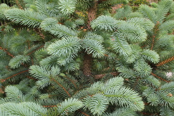 beautiful young blue spruce with new branches 
