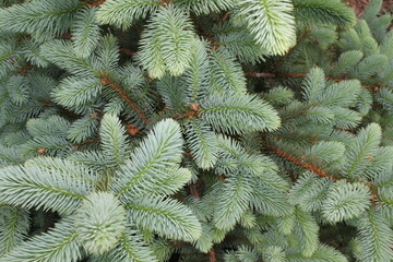 beautiful young blue spruce with new branches 