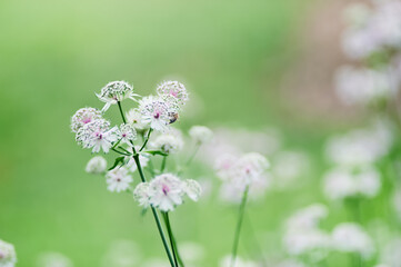 Nature background with spring flowers. Selective and soft focus. Close up.