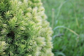 beautiful young blue spruce with new branches 