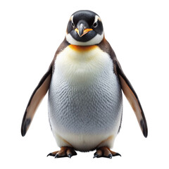 Fototapeta premium Its a penguin isolated on Transparent background.