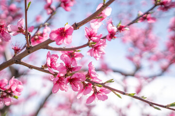 A branch of pink peach flowers with green leaves.