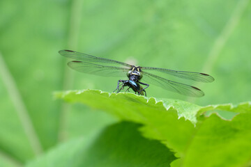 モイワサナエの捕食 / Predation of Davidius moiwanus 
