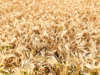 Close up of wheat ears, field of wheat in a summer day. Harvesting period. Food environment agriculture concept nature outdoors