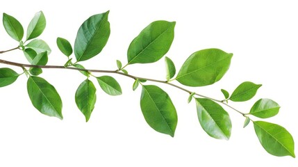 Fototapeta premium Isolated green foliage or twig on a white background with clipping path