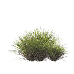 Lomandra confertifolia, semak, rumput, bushes, shrubs, evergreen, small tree, light for daylight, easy to use, 3d render, isolated
