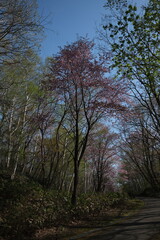 石山緑地の四季