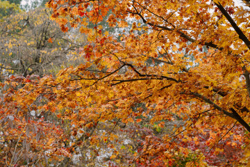 a close-up view of vibrant autumn leaves on tree branches, with a blurred background suggesting a forested area.