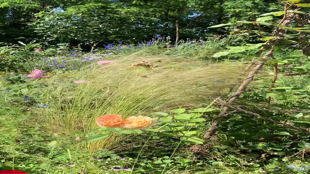 mushroom in the forest