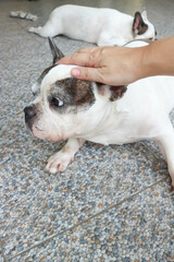 groping a dog, sleepy French bulldog or French bulldog or two dogs