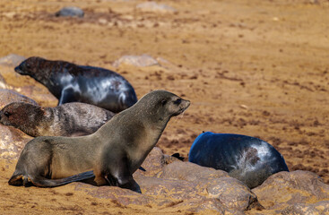 Naklejka premium Seals in Namibia. The Cape fur seal colony at Cape Cross, Skeleton coast in Namibia, Africa
