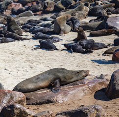 Fototapeta premium Seals in Namibia. The Cape fur seal colony at Cape Cross, Skeleton coast in Namibia, Africa