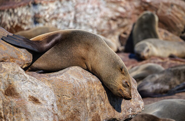 Obraz premium Seals in Namibia. The Cape fur seal colony at Cape Cross, Skeleton coast in Namibia, Africa