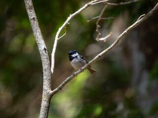 森の中で静かに枝に留まっているヒガラ