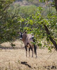 The gemsbok (Oryx gazella), or South African oryx, is a large antelope in the genus Oryx. It is...