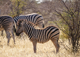 Hartmann’s mountain zebra in Etosha National Park in Namibia