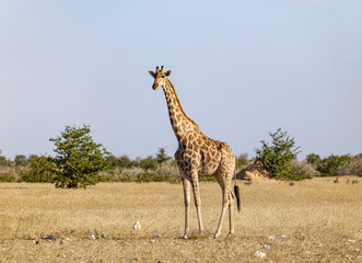 giraffe in the savannah, Namibia Africa