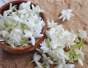 Arabian jasmine or White mogra or Jasminum sambac flower Buds