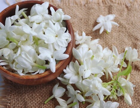 Arabian jasmine or White mogra or Jasminum sambac flower Buds